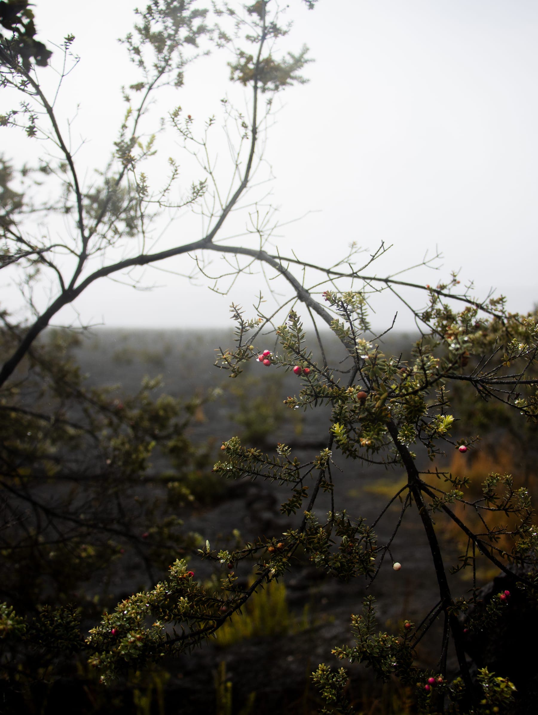 Photo 8 in Landscapes